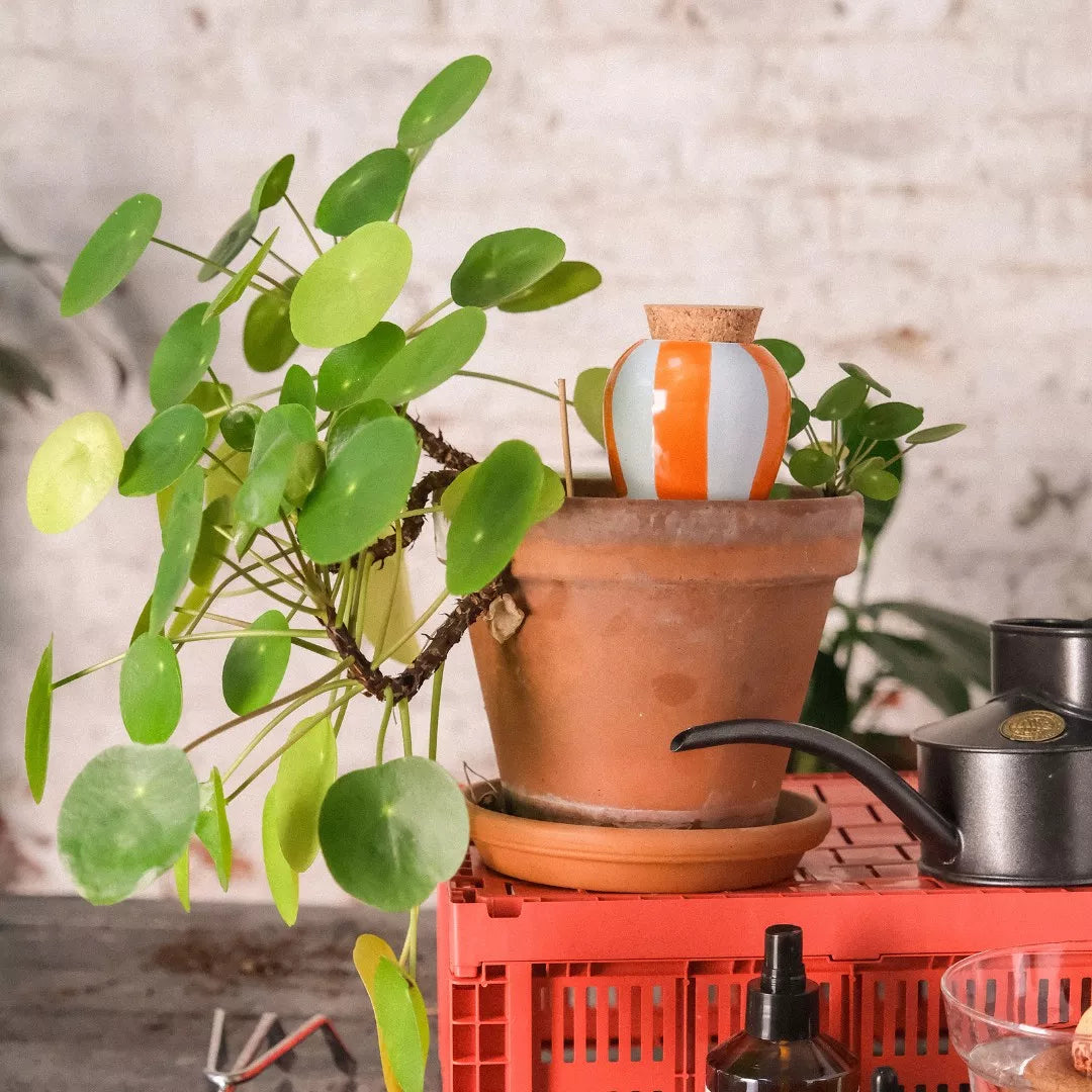 Olla - Rayé orange et bleu